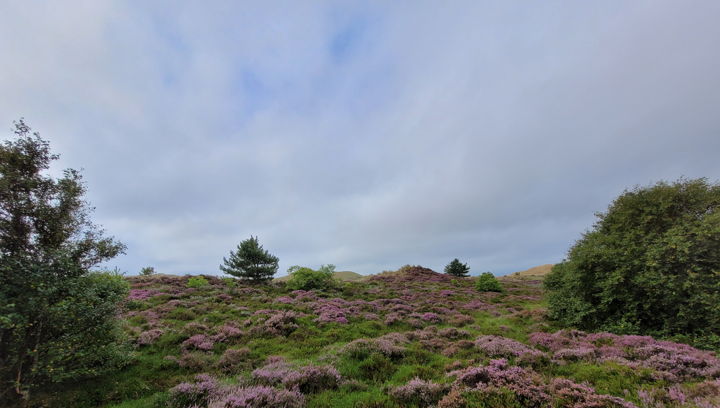 Banner image of a scenic purple heather covered hill on a cloud covered day.