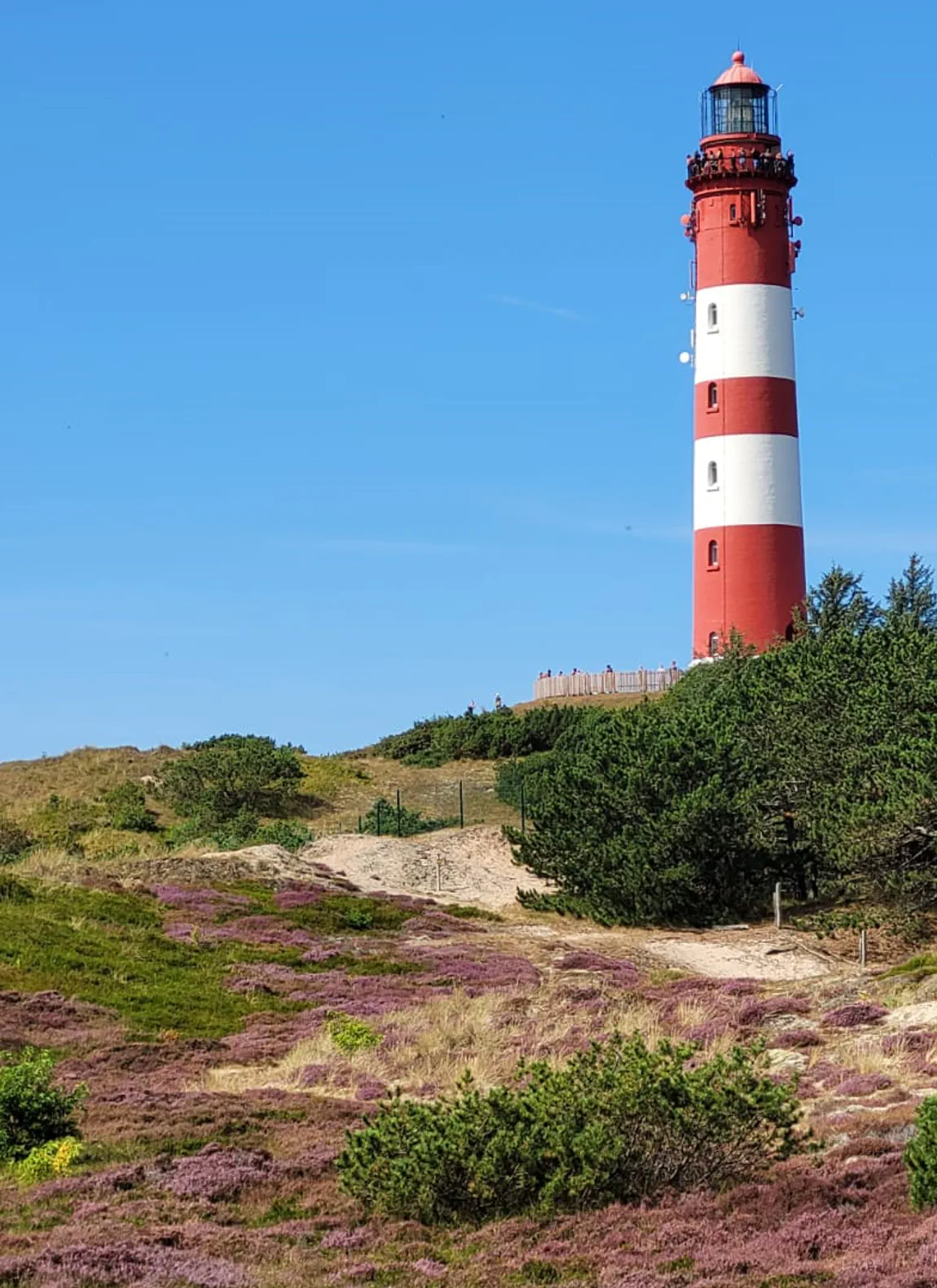 A cropped frame of the Amrumer lighthouse with rolling hills of heather in the foreground.